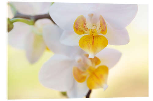 Acrylic print White orchids against soft yellow background