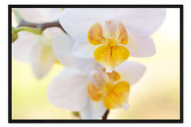 Gerahmter Kunstdruck Weiße Orchideen vor zartgelbem Hintergrund