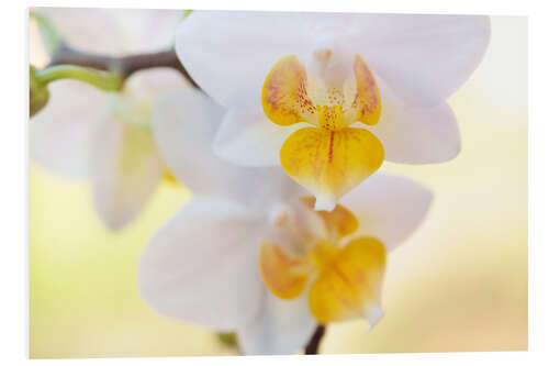 Quadro em PVC White orchids against soft yellow background