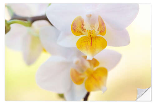 Selvklæbende plakat White orchids against soft yellow background