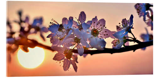 Stampa su vetro acrilico Cherry blossoms against evening under the setting sun