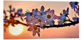 Akrylbilde Cherry blossoms against evening under the setting sun - Julia Delgado