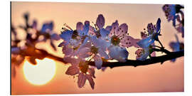 Alubild Kirschblüten vor untergehender Abendsonne - Julia Delgado
