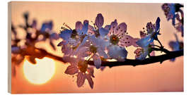 Holzbild Kirschblüten vor untergehender Abendsonne - Julia Delgado