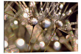 Stampa su alluminio Dandelion crystals