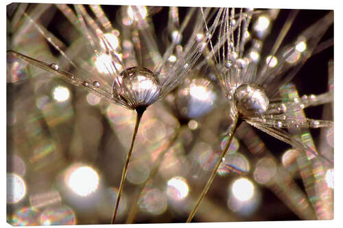 Quadro em tela Dandelion crystals