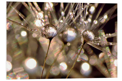 Tableau en PVC Dandelion crystals