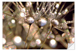 Selvklebende plakat Dandelion crystals