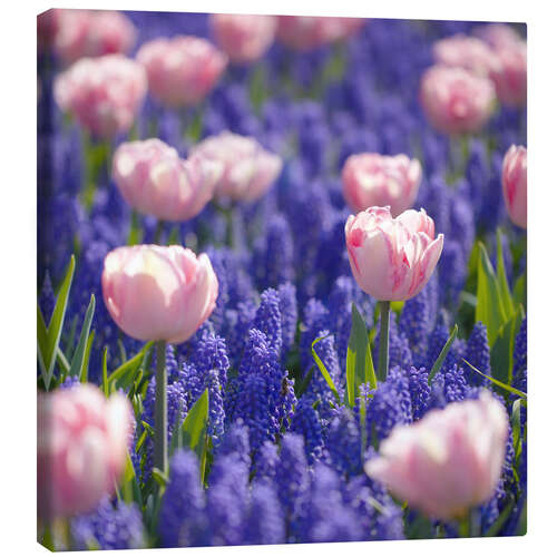 Canvas print meadow of tulips