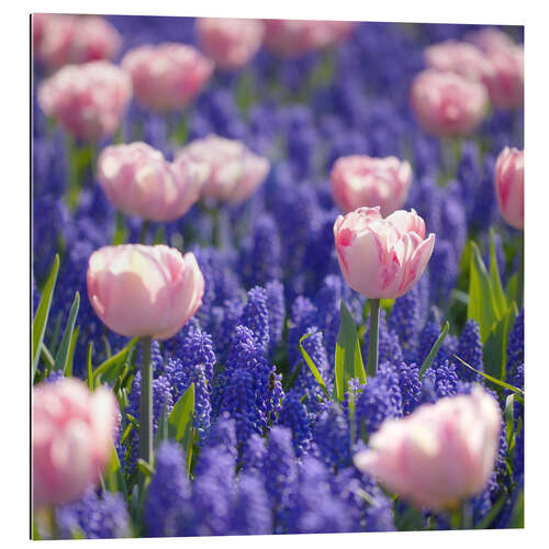 Gallery Print Tulpenwiese