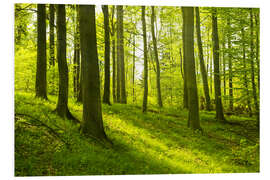 Foam board print Magical beech forest