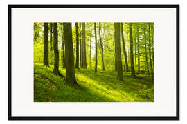 Gerahmter Kunstdruck Märchenhafte Buchenwälder