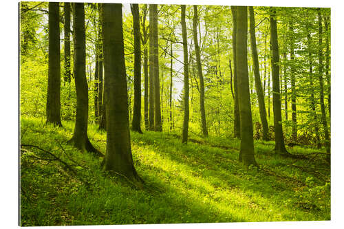 Galleriataulu Magical beech forest