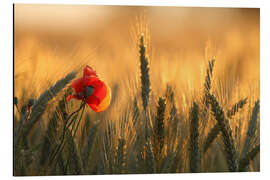 Aluminium print poppy in the morning light