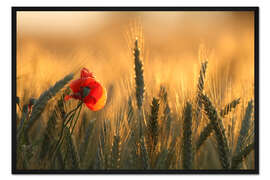 Gerahmter Kunstdruck Mohn im Morgenlicht
