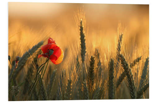 Hartschaumbild Mohn im Morgenlicht