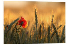 Foam board print poppy in the morning light