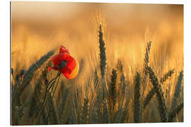 Stampa su plexi-alluminio poppy in the morning light