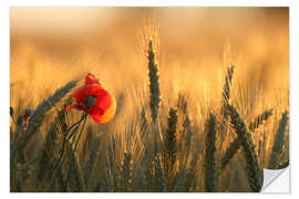 Selvklebende plakat poppy in the morning light