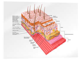 Akrylglastavla Anatomy of the human skin