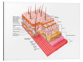 Cuadro de aluminio Anatomy of the human skin