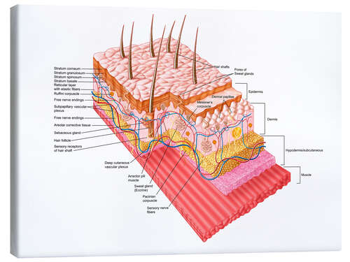 Canvastavla Anatomy of the human skin