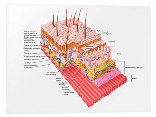 Tableau en PVC Anatomie de la peau (anglais)