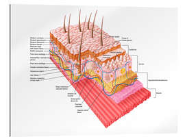 Gallery print Anatomy of the human skin