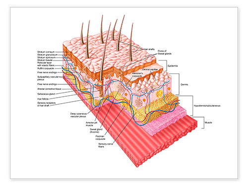 Poster Anatomie der menschl. Haut (engl. Beschriftung)