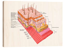 Print på træ Anatomy of the human skin