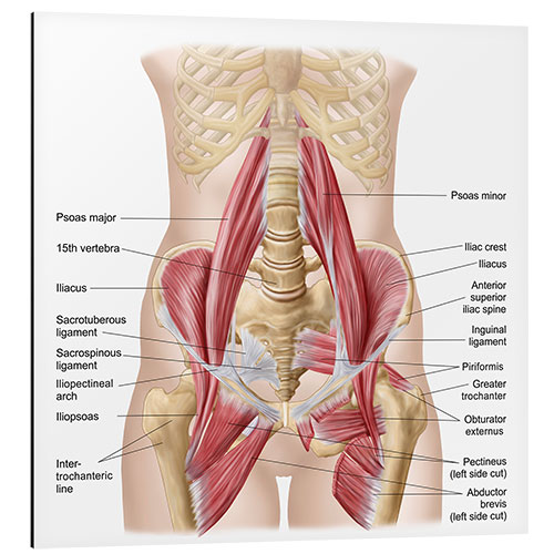 Quadro em alumínio Human pelvis