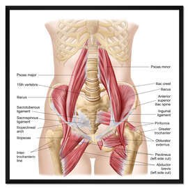 Gerahmter Kunstdruck Menschliches Becken