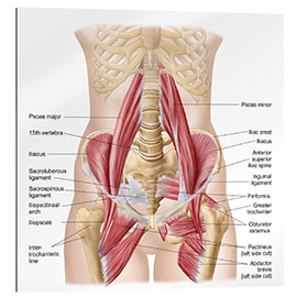 Gallery print Human pelvis