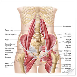 Vinilo para la pared Human pelvis