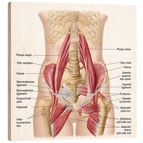 Wood print Human pelvis