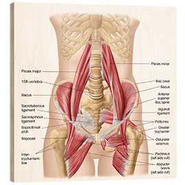 Obraz na drewnie Human pelvis