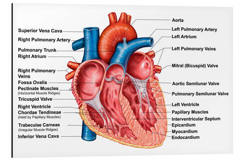 Stampa su alluminio Anatomy of heart interior, frontal section