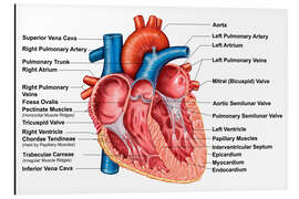 Aluminium print Anatomy of heart interior, frontal section