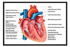Gerahmter Kunstdruck Anatomie des Herzens, Frontalschnitt