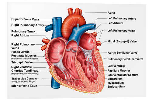 Foam board print Anatomy of heart interior, frontal section