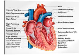 Galleritryk Anatomy of heart interior, frontal section