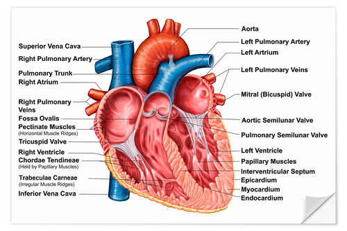 Wall sticker Anatomy of heart interior, frontal section