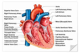 Wall sticker Anatomy of heart interior, frontal section