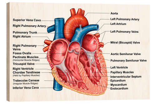 Wood print Anatomy of heart interior, frontal section