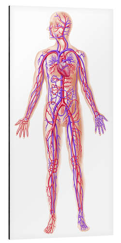 Tableau en aluminium Anatomy of human circulatory system.