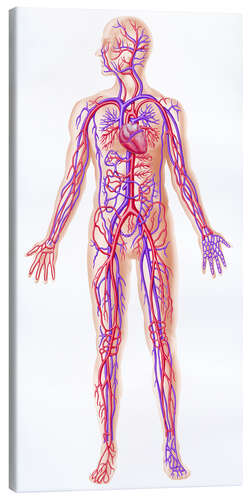 Canvas print Anatomy of human circulatory system.