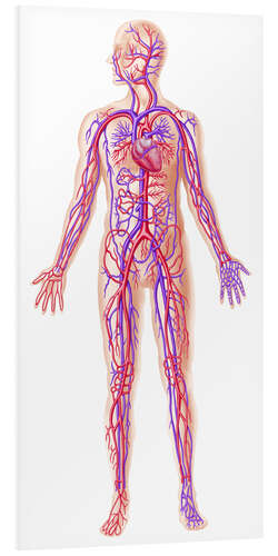 Foam board print Anatomy of human circulatory system.