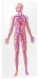 Foam board print Anatomy of human circulatory system.