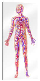 Galleriataulu Anatomy of human circulatory system.