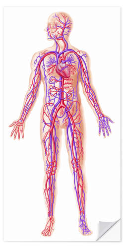 Sticker mural Anatomy of human circulatory system.